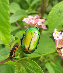 Heterorrhina elegans
