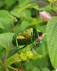 Heterorrhina elegans