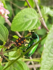 Heterorrhina elegans