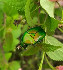 Heterorrhina elegans