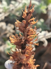 Orobanche