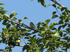Serinus canaria