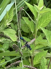 Sphecidae