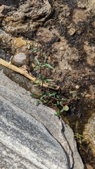 Persicaria attenuata