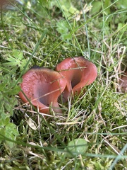 Guepinia helvelloides