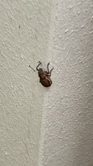 Pantomorus cervinus