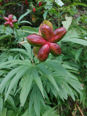 Paeonia anomala