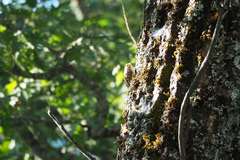 Certhia brachydactyla