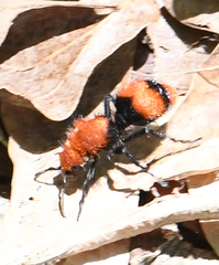 Dasymutilla occidentalis