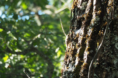 Certhia brachydactyla