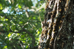 Certhia brachydactyla