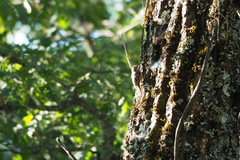 Certhia brachydactyla
