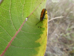 Tetraopes tetrophthalmus