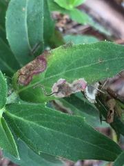 Calycomyza michiganensis