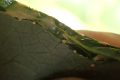 Lactuca canadensis