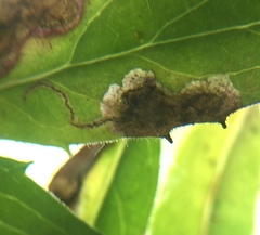 Calycomyza michiganensis