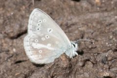 Aricia nicias