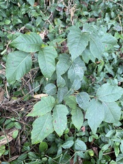 Toxicodendron pubescens