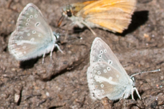 Aricia nicias