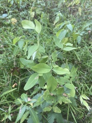 Lespedeza