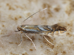 Phyllonorycter sorbi