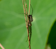 Leucauge volupis