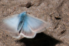 Aricia nicias