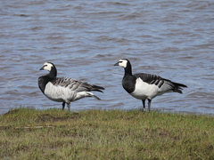 Branta leucopsis