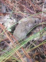 Reithrodontomys humulis