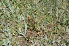 Pedicularis sibthorpii