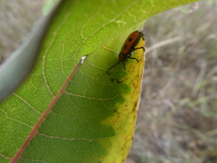 Tetraopes tetrophthalmus