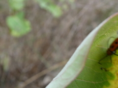 Tetraopes tetrophthalmus