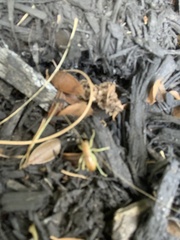 Camptonotus carolinensis