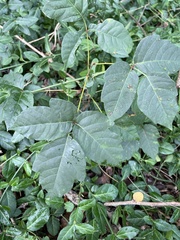 Toxicodendron pubescens