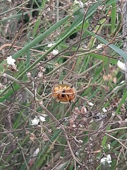 Aspidimorpha miliaris