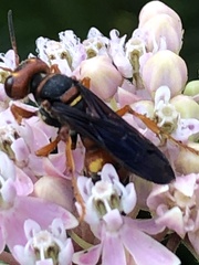 Cerceris bicornuta
