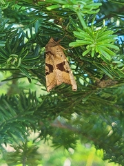 Phlogophora periculosa