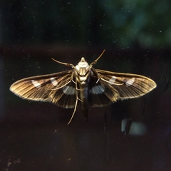 Desmia funeralis