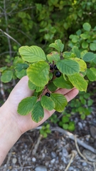 Frangula alnus