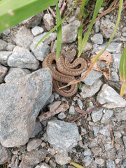 Vipera berus