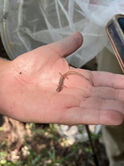 Hemidactylium scutatum