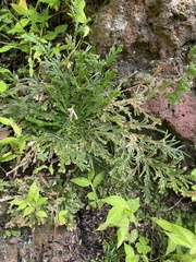 Selaginella pallescens