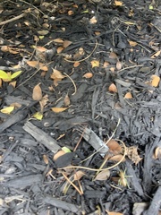 Camptonotus carolinensis