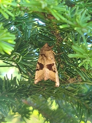 Phlogophora periculosa