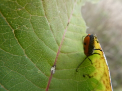 Tetraopes tetrophthalmus