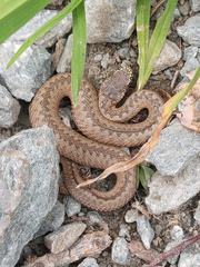 Vipera berus