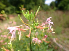 Gaura