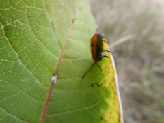 Tetraopes tetrophthalmus