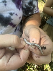 Hemidactylium scutatum