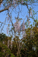 Wisteria sinensis